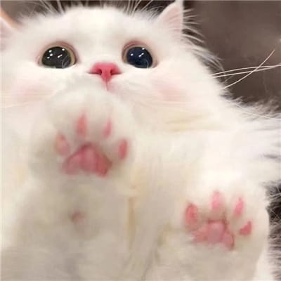 سی بی اے avatar